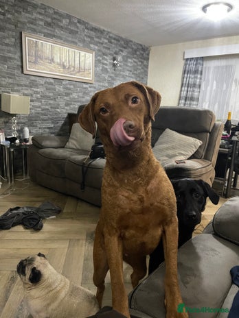 Chesapeake Bay Retriever dogs - Advert 1