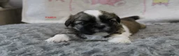 Shih Tzu dogs for sale: KC reg CUTE SHIH TZU BOY PUPPIES - Advert 18