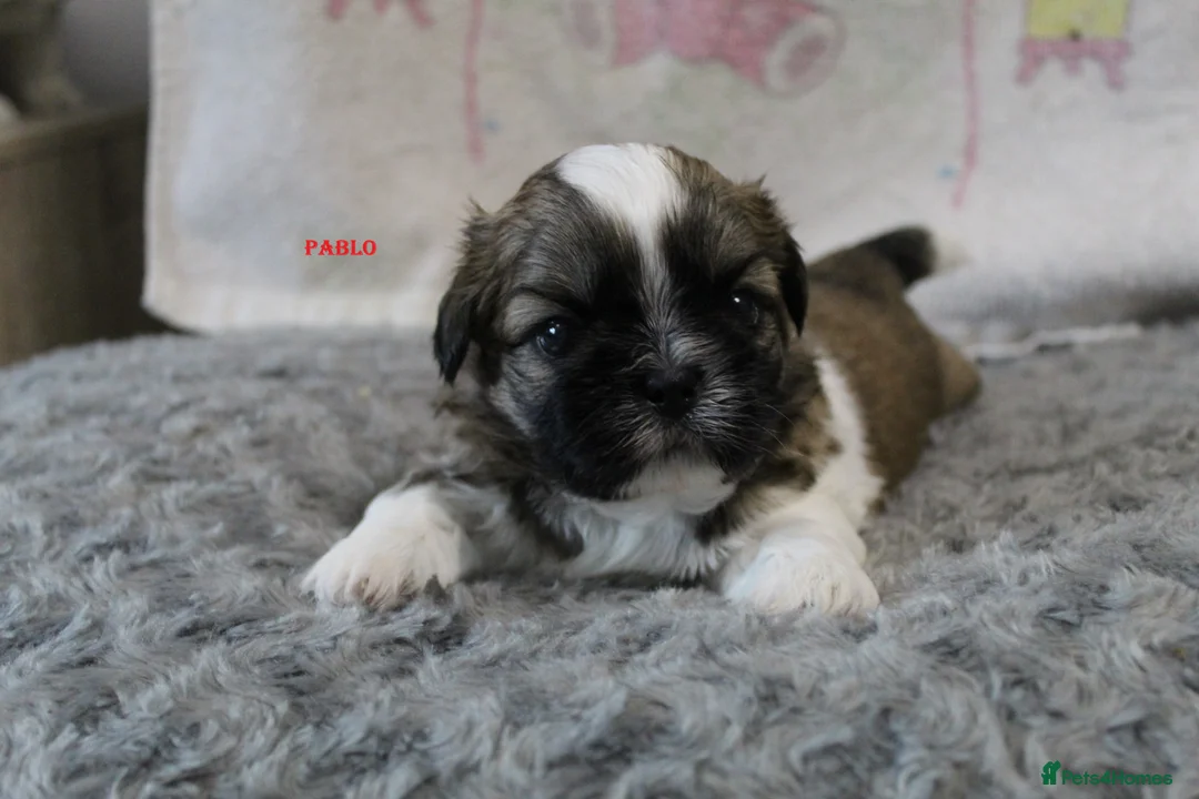 Shih Tzu dogs for sale: KC reg CUTE SHIH TZU BOY PUPPIES - Advert 18
