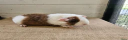 Guinea Pig rodents for sale: Teddy boars & sows  - Advert 11