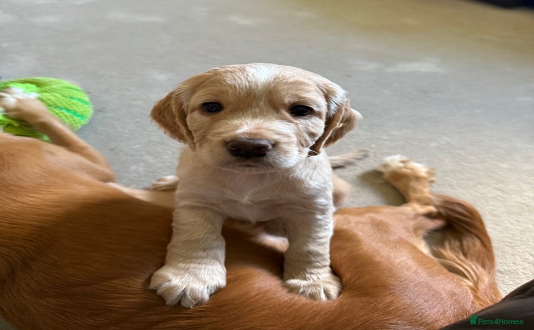 Cocker Spaniel dogs - Advert 16