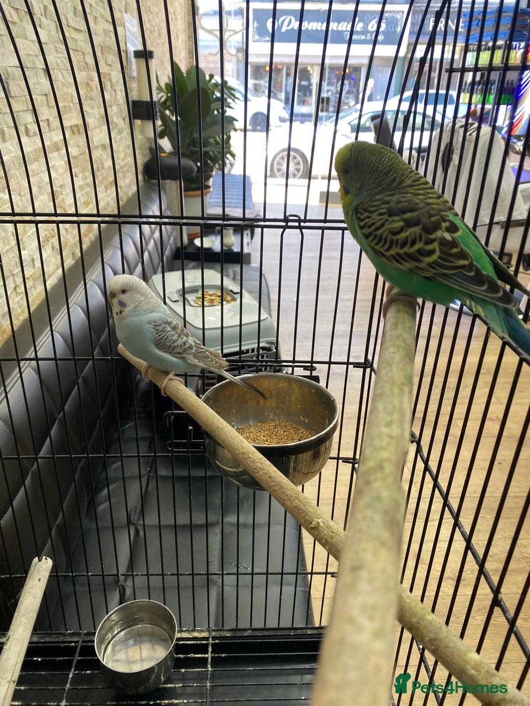 Budgerigars birds for sale: budgies - Image 5