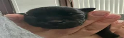 Staffordshire Bull Terrier dogs for sale: KC Black Staffordshire Bull Terrier  - Advert 3