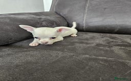 Chihuahua dogs for sale: Chihuahua for sale  - Image 16