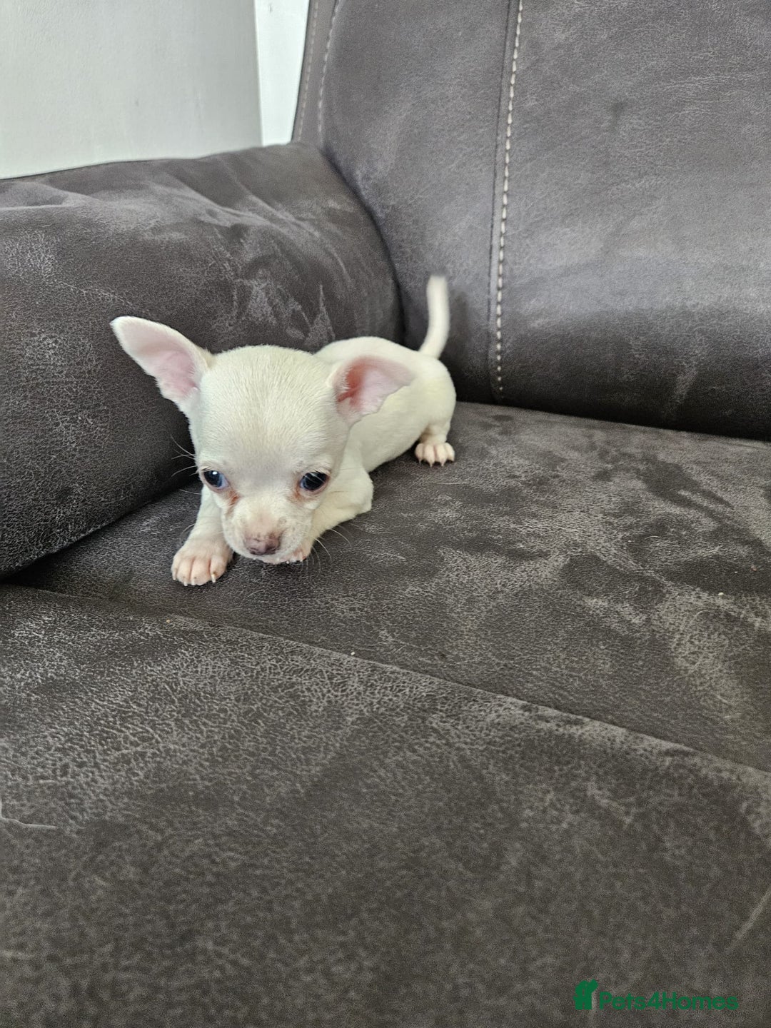 Chihuahua dogs for sale: Chihuahua for sale  - Image 16