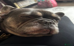 French Bulldog dogs for sale: Nellie  - Advert 2