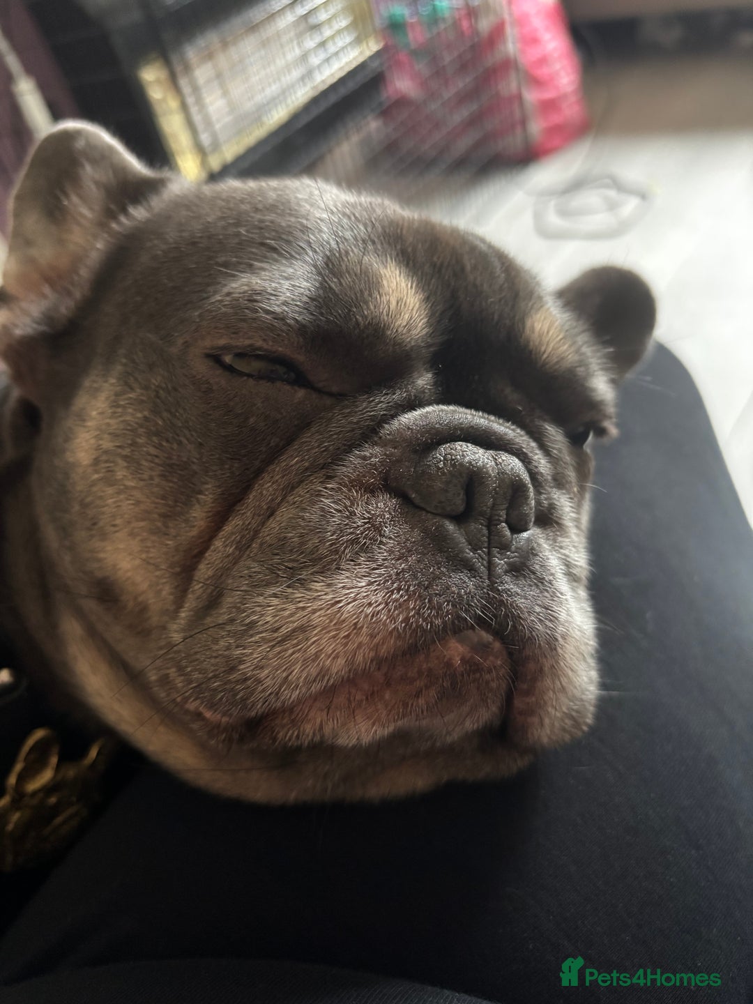 French Bulldog dogs for sale: Nellie  - Advert 2