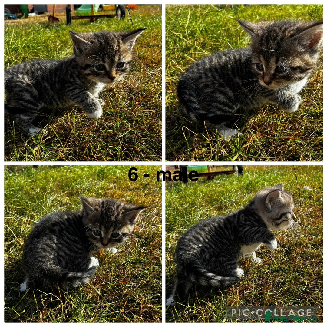 Mixed Breed cats for sale: 🐾 Gorgeous half Siberian kittens 🐾  - Advert 11