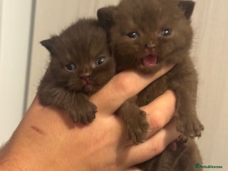 British Shorthair cats - Advert 25