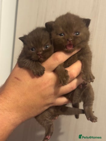 British Shorthair cats - Advert 3