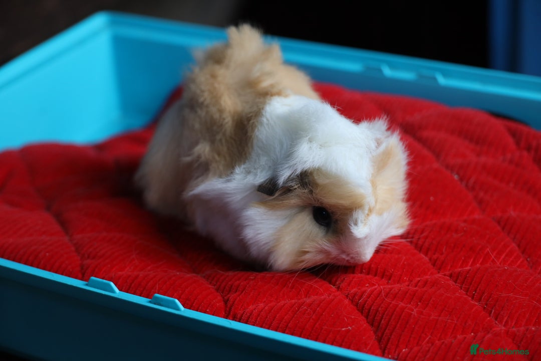 Guinea Pig rodents for sale: Peruvian long haired Babies - Advert 4