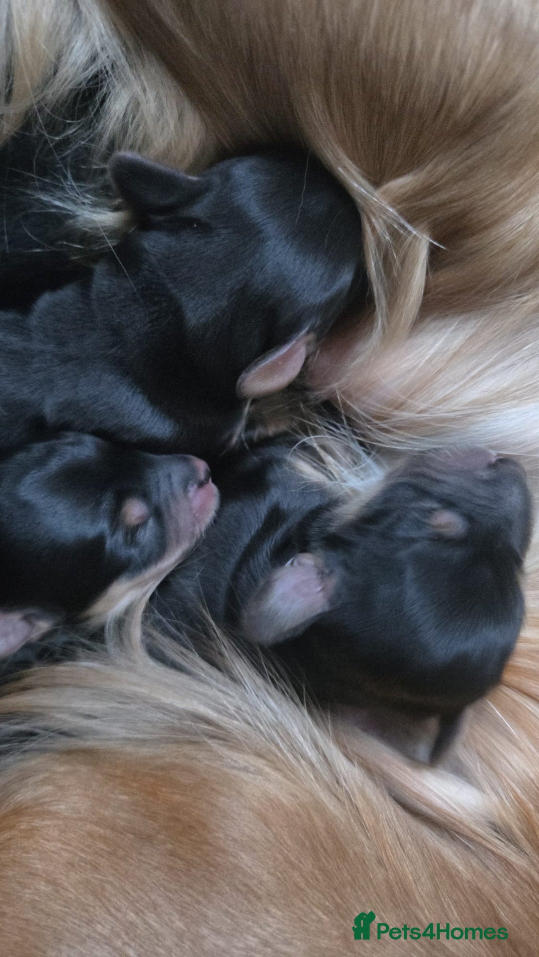 Mixed Breed dogs for sale: Corkie pups for sale - Advert 4