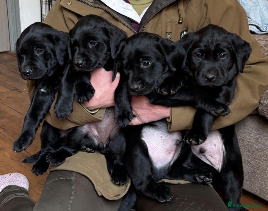 Labrador Retriever dogs Stunning Black Labrador Puppies – Working Stock - Advert 5