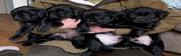 Labrador Retriever dogs for sale: Stunning Black Labrador Puppies – Working Stock in Norwich - Advert 1