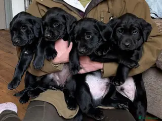 Labrador Retriever dogs Stunning Black Labrador Puppies – Working Stock - Advert 5