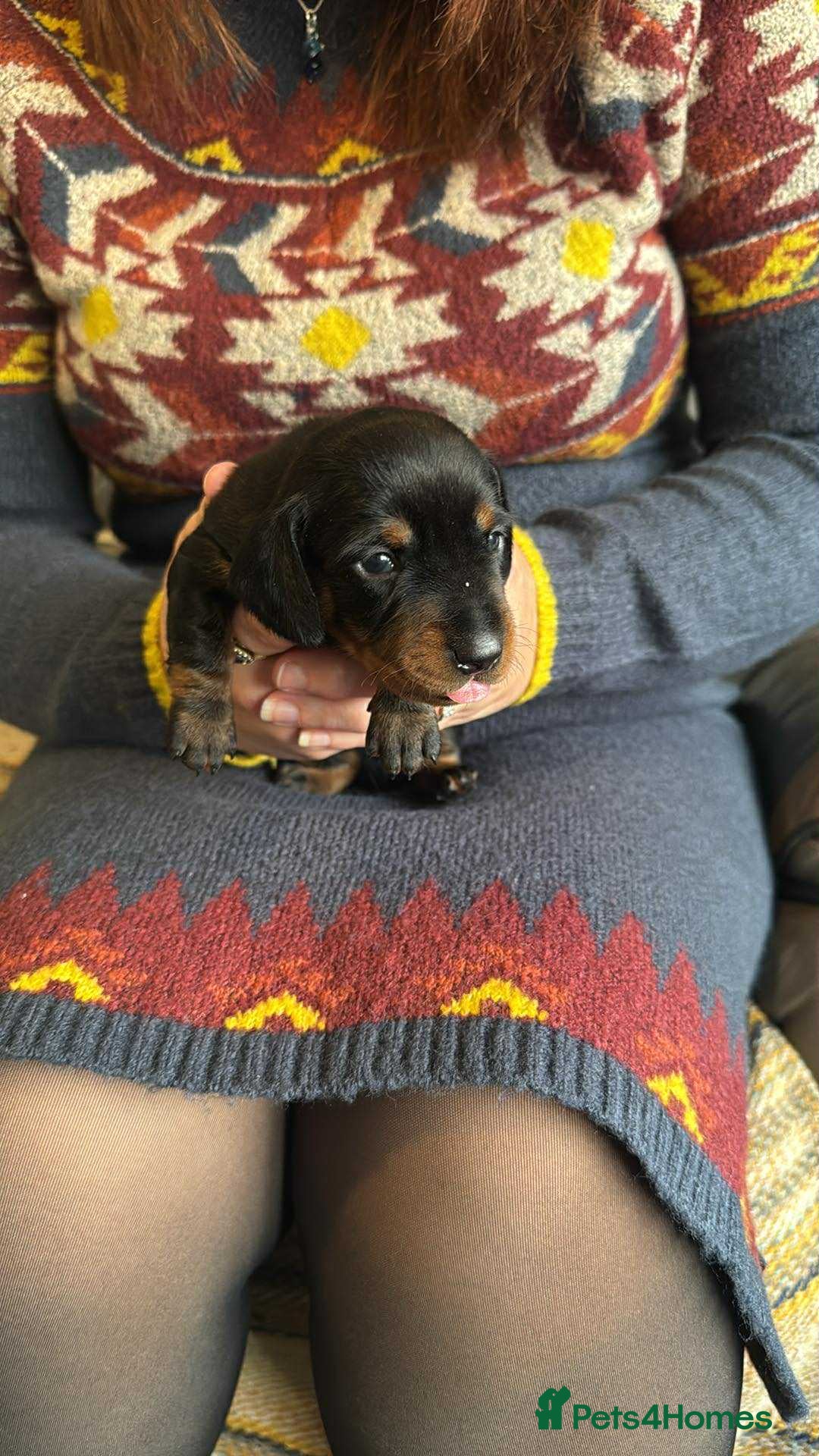 Miniature Dachshund dogs for sale: Miniature Dachshund Puppies ready to go 3/12/25 - Advert 14