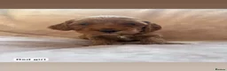 Cockapoo dogs for sale: Cockapoo F1b non moulting health tested - Advert 13