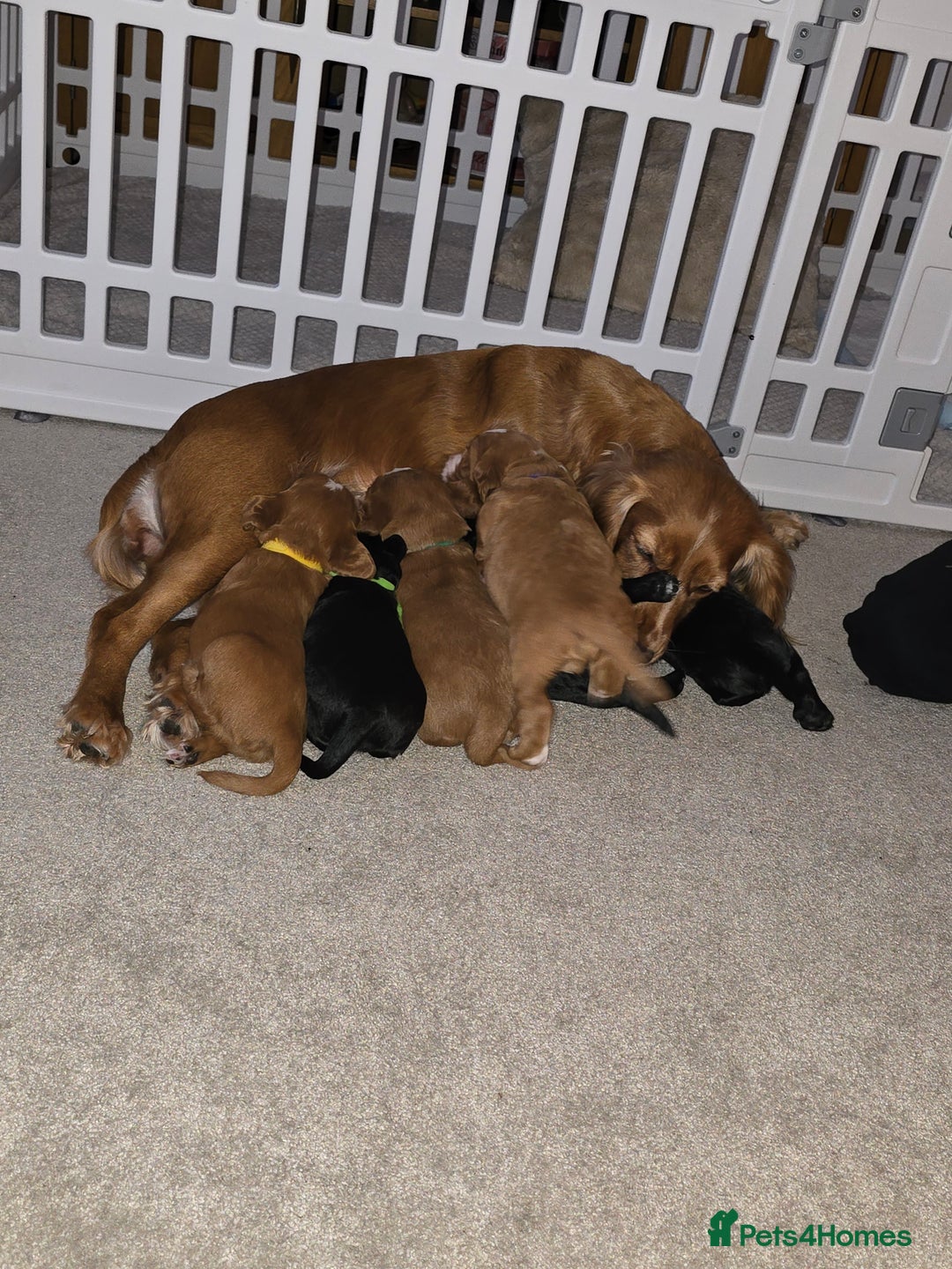 Cocker Spaniel dogs for sale: Working cocker spaniel males  - Advert 10