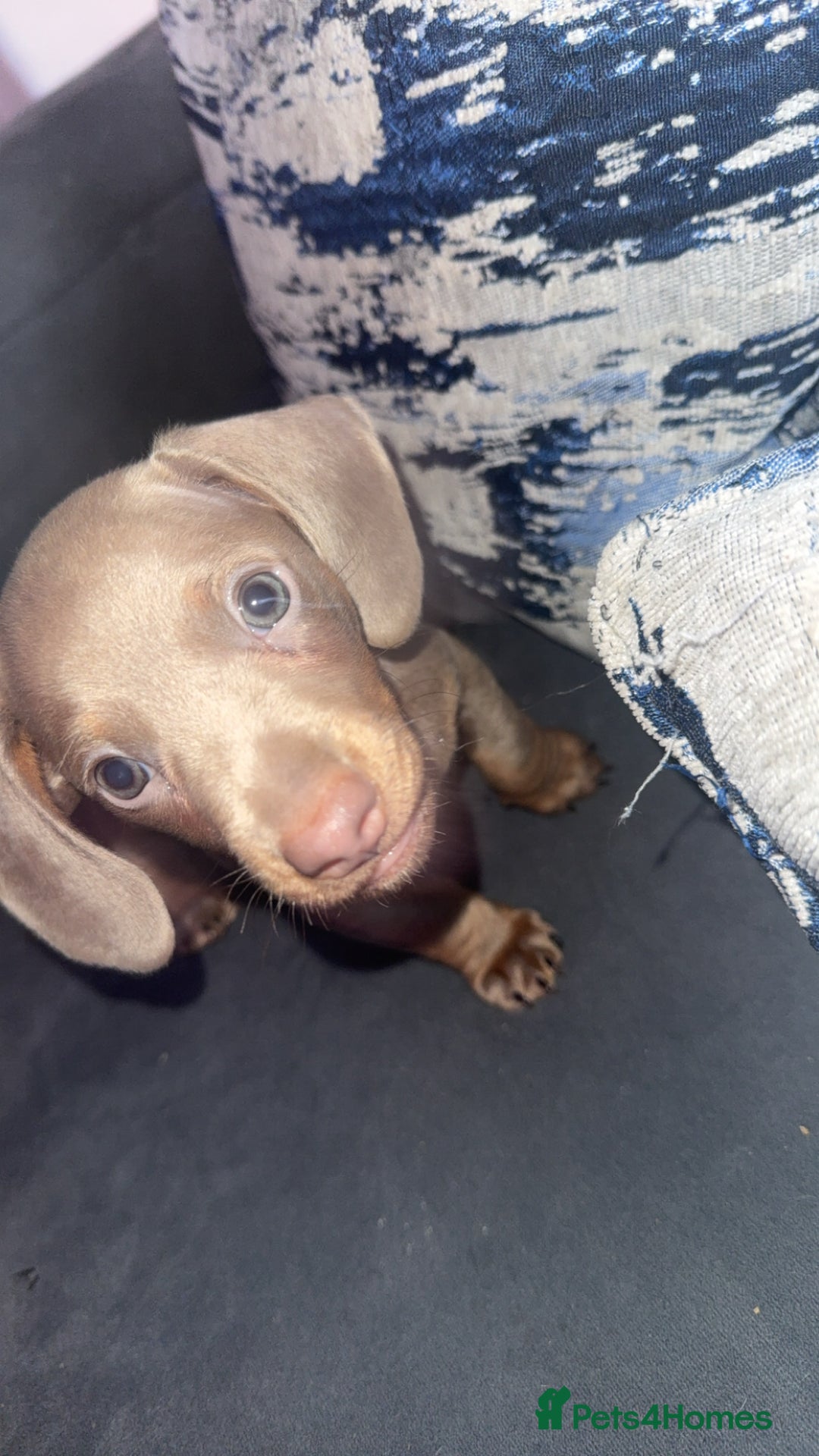 Miniature Dachshund dogs for sale: Male miniature dachshund  - Image 6