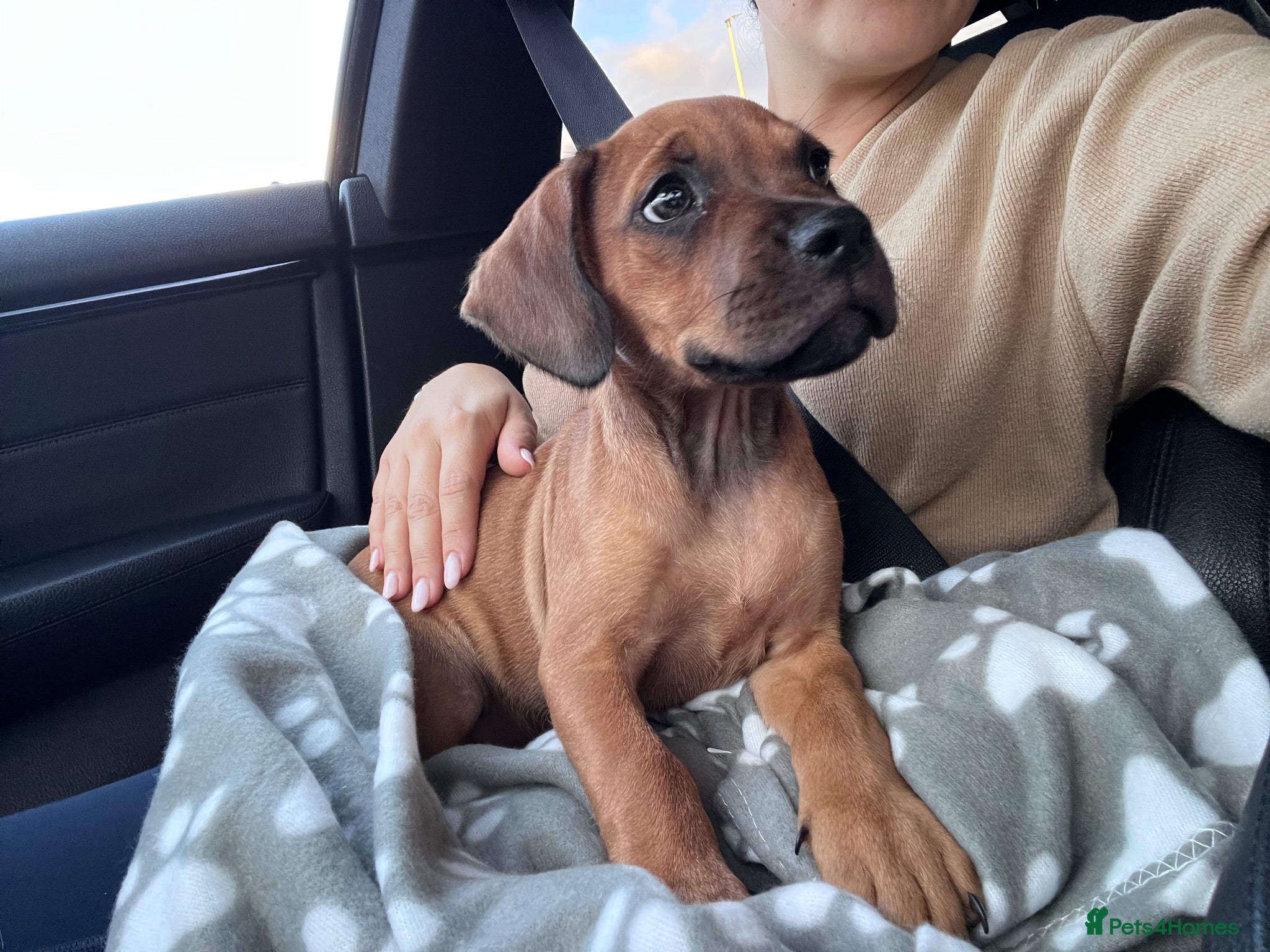 Mixed Breed dogs Sprocker spaniel x Frenchie-Pei  - Advert 5