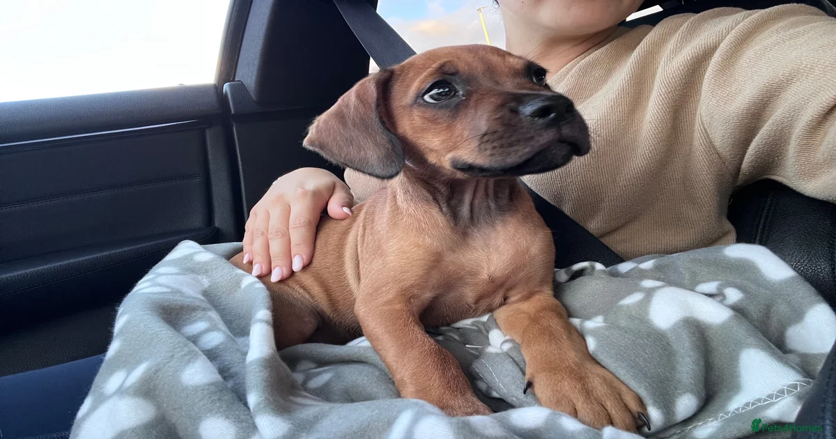 Bull Mixed Breed Puppies for sale | Pets4Homes