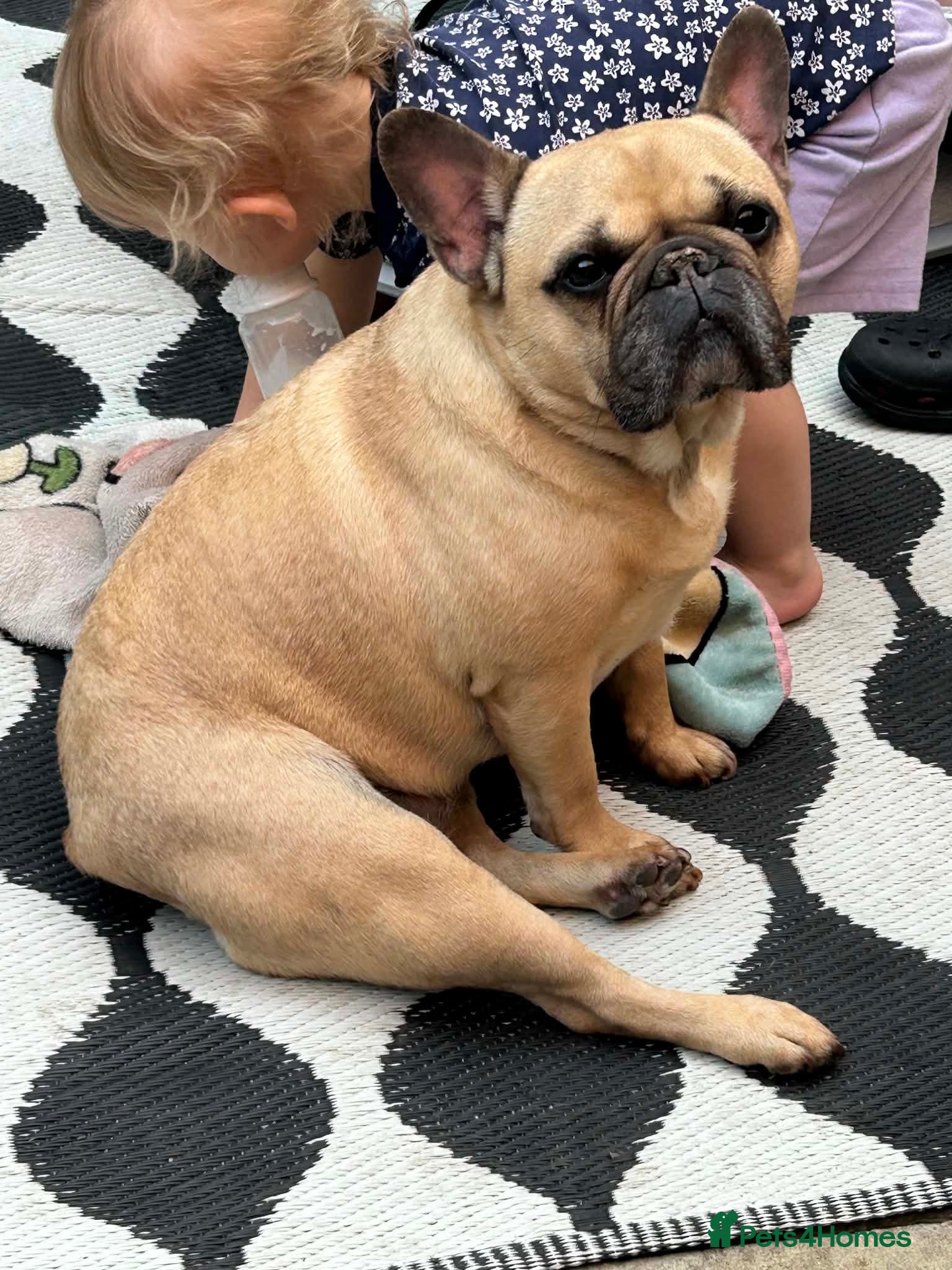 French Bulldog dogs 3 lovely boys looking for there foreva home  - Advert 4