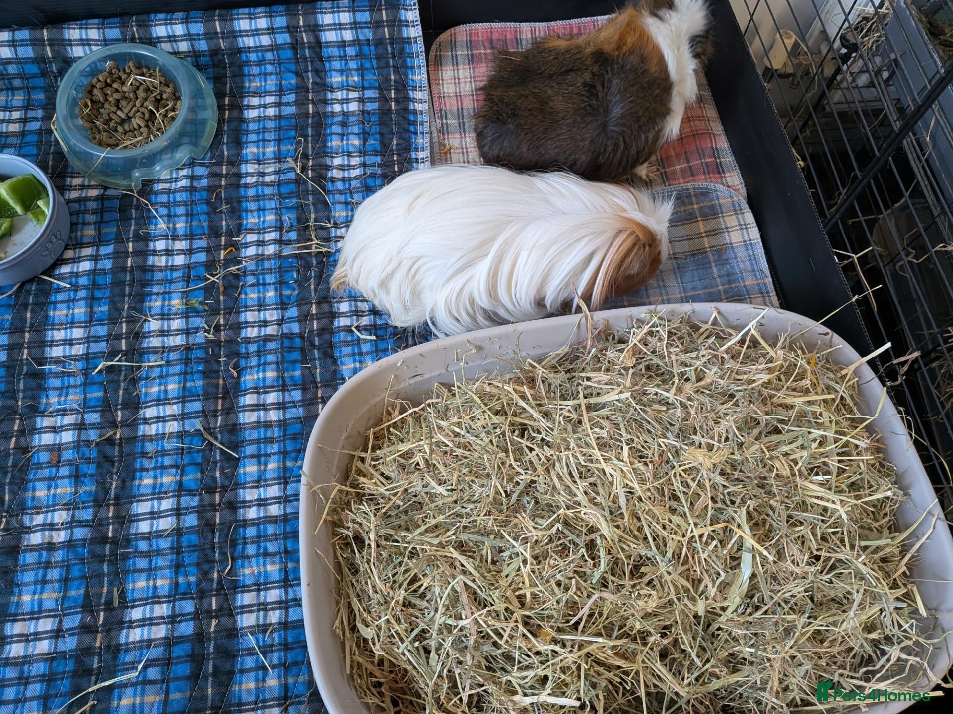 Guinea Pig rodents Pair of Guinea Pig Males For Sale - Advert 1