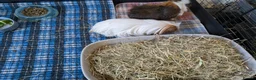 Guinea Pig rodents for sale: Pair of Guinea Pig Males For Sale in Stockport - Advert 1