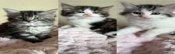 Mixed Breed cats for sale: British Short Hair Cross Ragdoll Kittens  in Selby - Advert 1