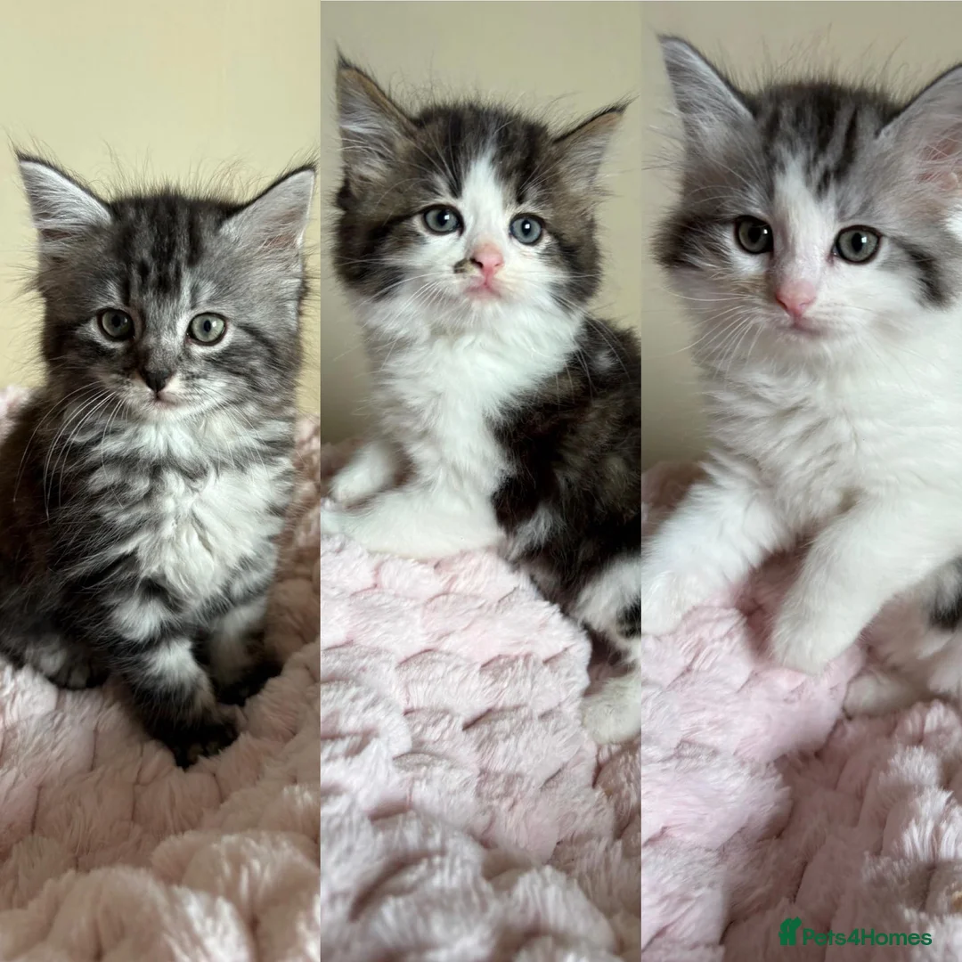 Mixed Breed cats for sale: British Short Hair Cross Ragdoll Kittens  in Selby - Advert 1