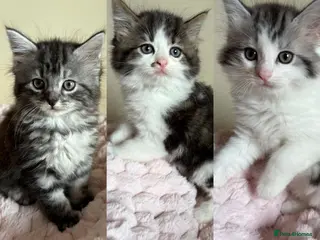 Mixed Breed cats British Short Hair Cross Ragdoll Kittens - Advert 1