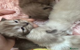 Ragdoll cats for sale: Rare Cherubim ragdolls lilac mink sepia smoke  - Image 7