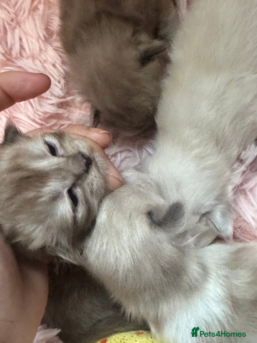 Ragdoll cats for sale: Rare Cherubim ragdolls lilac mink sepia smoke  - Image 7