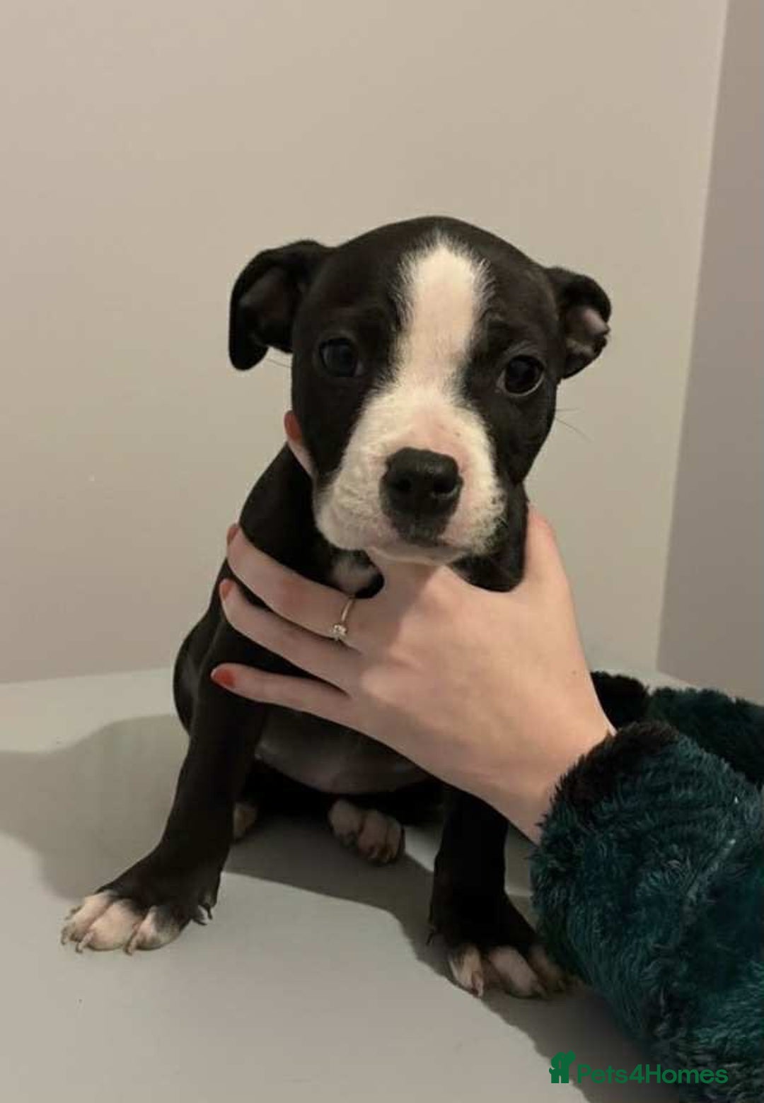 Mixed Breed dogs for sale: Staffordshire bull terrier  - Advert 1