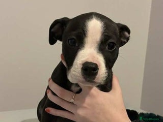 Mixed Breed dogs Staffordshire bull terrier - Advert 2