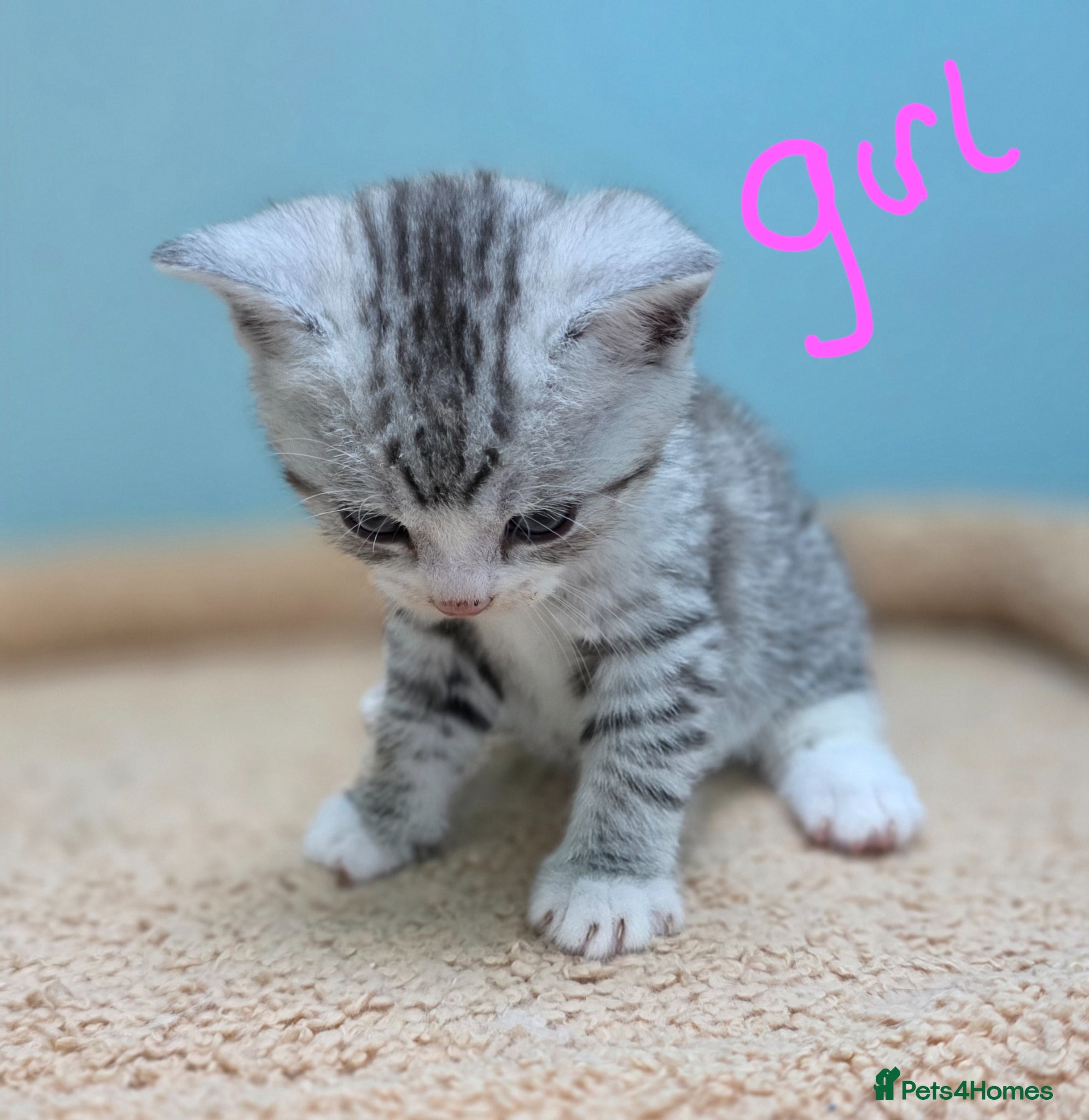 British Shorthair cats Gorgeous British Shorthair Cross kittens - Advert 2