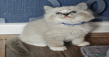 Ragdoll cats - Advert 7
