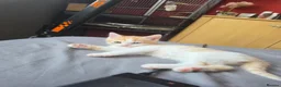 Mixed Breed cats for sale: Lovely female kitten for sale - Advert 2