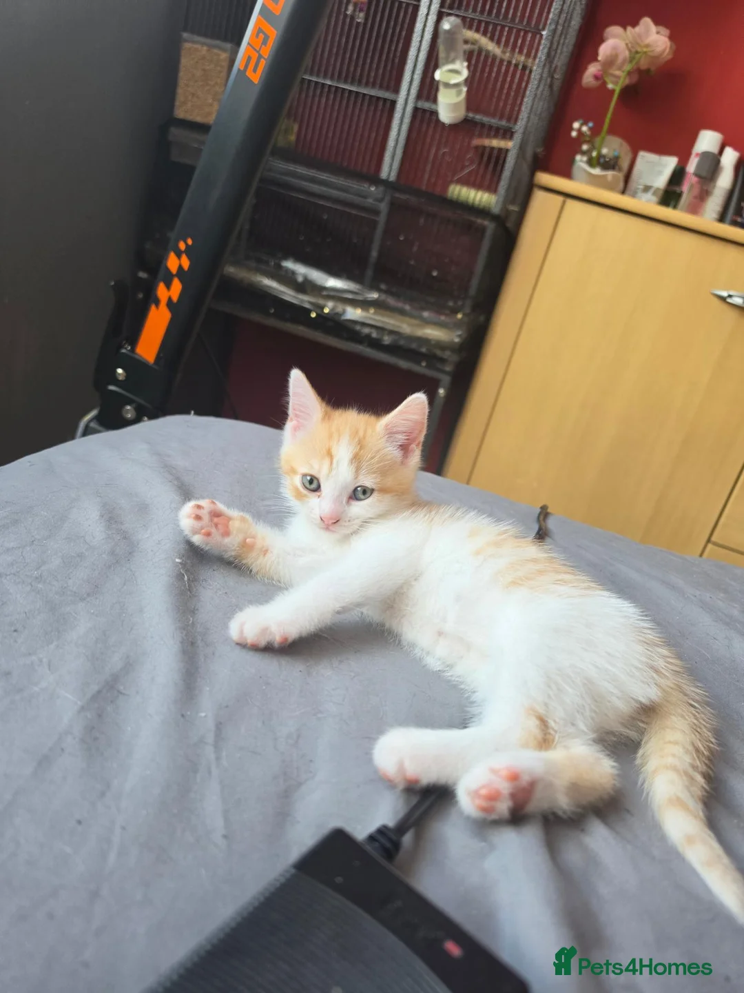 Mixed Breed cats for sale: Lovely female kitten for sale - Advert 2