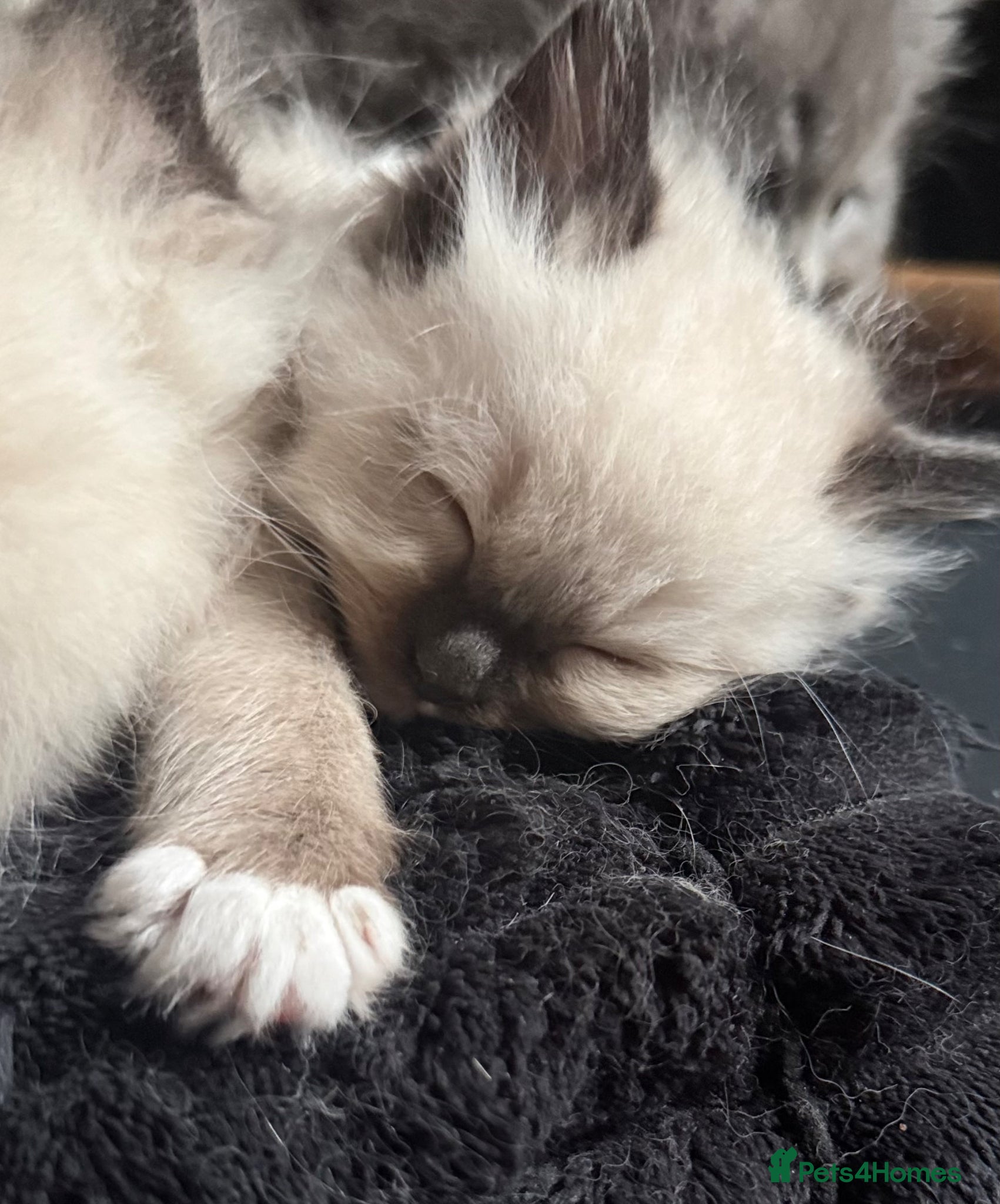 Ragdoll cats Stunning Ragdoll kittens (last girls left) - Advert 1