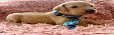 Labrador Retriever 6