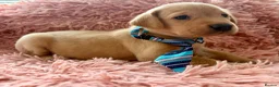 Labrador Retriever dogs for sale: KC Reg Labradors from Fully Health tested parents - Advert 18