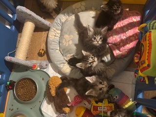 Ragcoon cats 7 cute bundles of joys Mainecoon x ragdolls - Advert 1