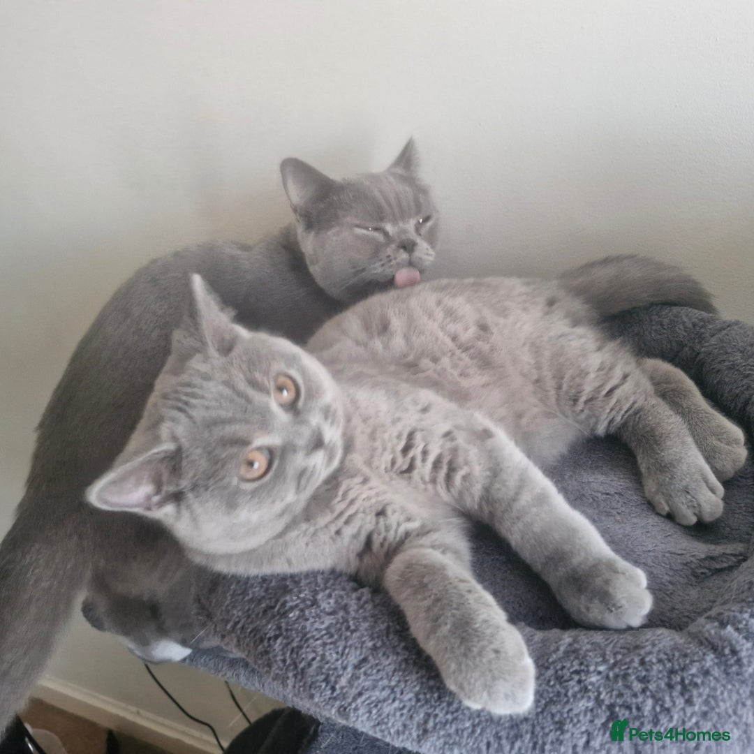 British Shorthair cats for sale: Beautiful BSH (2 Males & 2 Females, Blue & Lilac) - Image 12