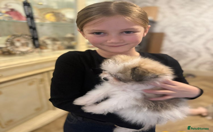 Mixed Breed dogs ONE BOY READY TO LEAVE NOW.  - Advert 3