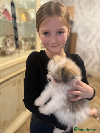 Mixed Breed dogs ONE BOY READY TO LEAVE NOW. - Advert 3