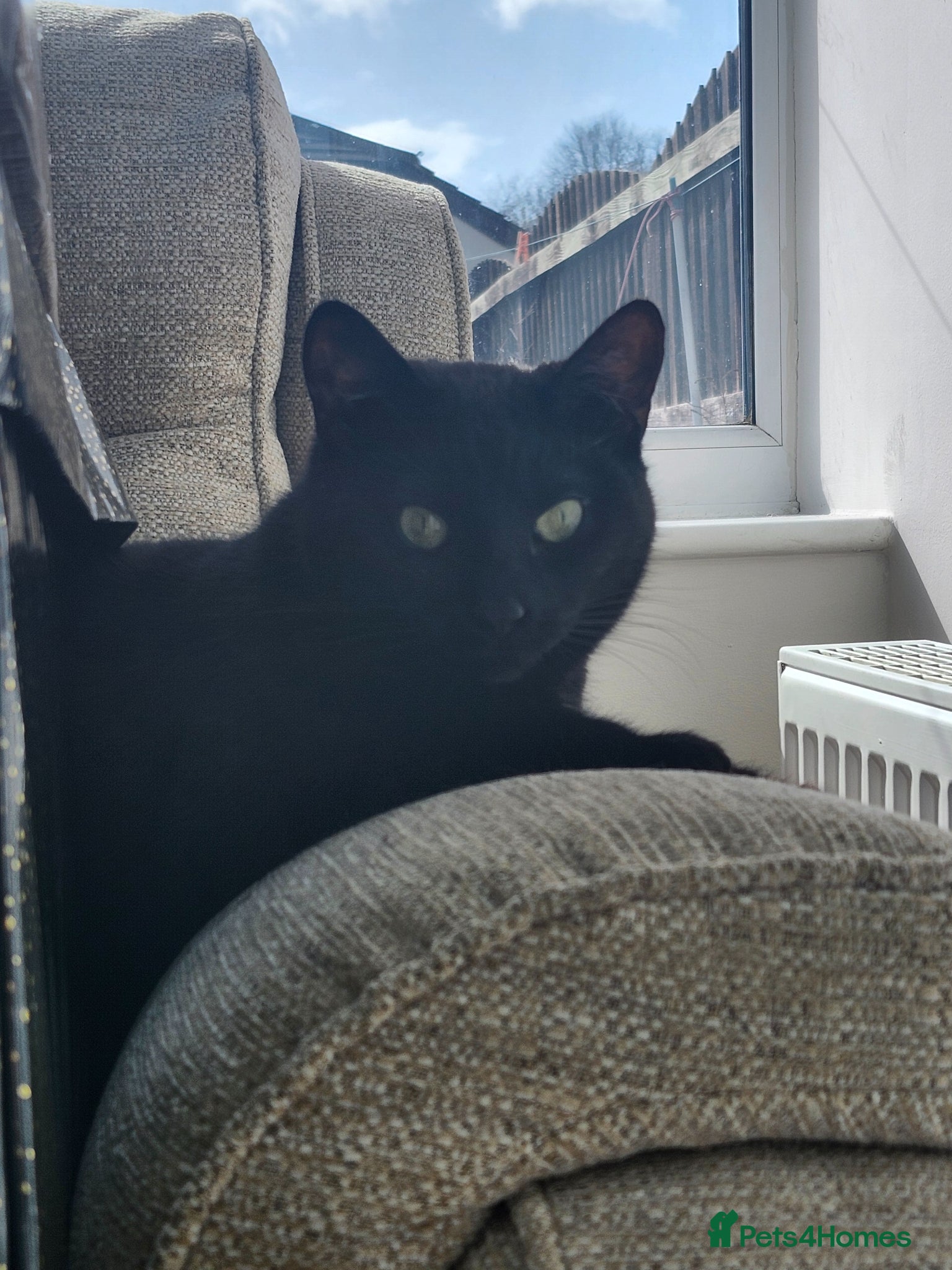 Mixed Breed cats for sale: Maeve- Cat - Advert 15