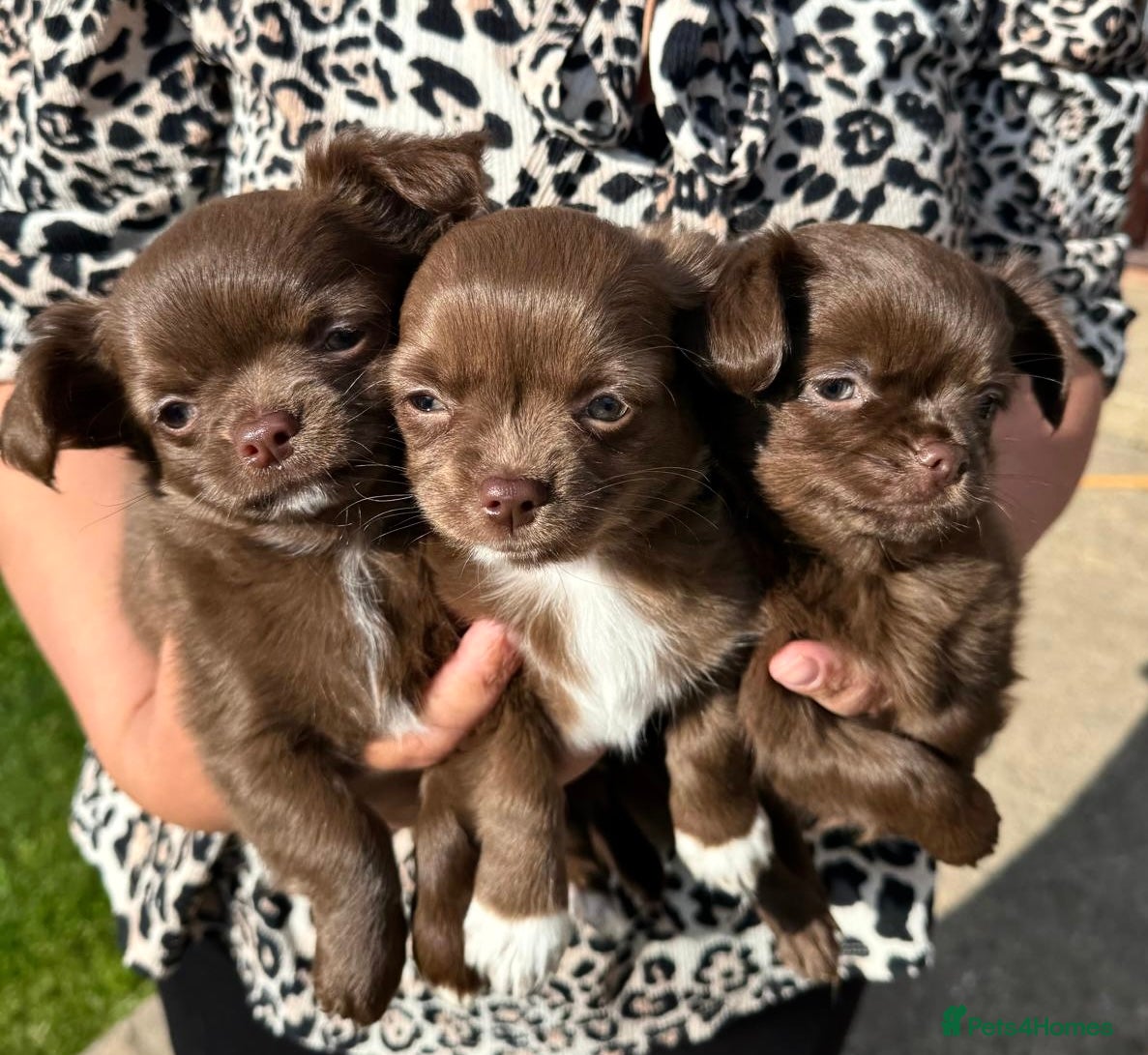 Chihuahua dogs 3 Beautiful Male Long Coat Chihuahua Puppies Left - Advert 5