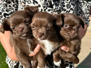Chihuahua dogs 3 Beautiful Male Long Coat Chihuahua Puppies Left - Advert 2