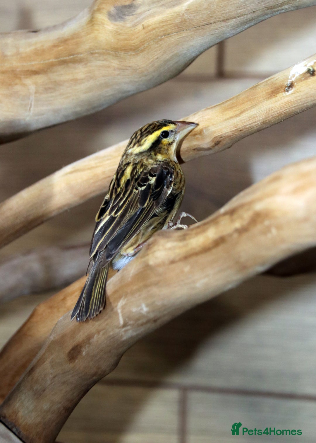 Parrots birds for sale: Talking Parrot and bird Available - Advert 28